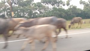 speeding-cows